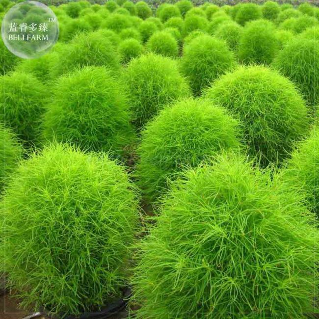 BELLFARM Kochia Scoparia Summer Cypress Annual Plant Seeds, 150 Seeds, green red for your choice ornamental plant E4199