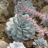 Echeveria Laui Succulent Plant, 5 Seeds, Light Pink Petals with long light pink flowers TS272T