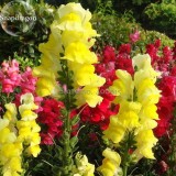 Rare Colorful Snapdragon Flower Mixed Antirrhinum Majus, 50 Seeds, long flowering light up your garden E3613