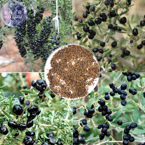 BELLFARM Black Goji Qinghai Heirloom Herbs Seeds, 20 Seeds, Professional pack, tasty organic medlar lycium E4247