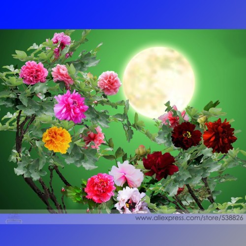 Rare Colorful Hybrid Chinese Peony Tree Seeds, Professional Pack, 5 Seeds / Pack, Very Very Beautiful Fragrant Garden Flowers