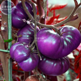 BELLFARM Tomato Family Seeds Over 20 Varities of Fruit for Your Choose, 200 seeds, professional pack, organic vegetables