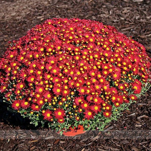Edana Red Chrysanthemum Plant Flower Seeds, Professional Pack, 50 Seeds / Pack, Bonsai African Daisy #NF574