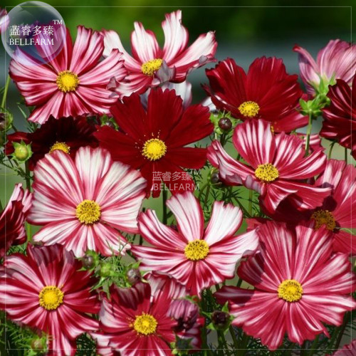 BELLFARM Cosmos Coreopsis Blackish Coffee Red Striped Dark Red White Rose Red Perennial Flower Seeds, 50 seeds, nice home garden