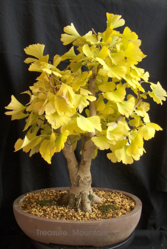 1 Professional Pack, 20 seeds / pack, Maidenhair Ginkgo biloba Tree Seeds Japanese Bonsai Unique Ornamental #NF235