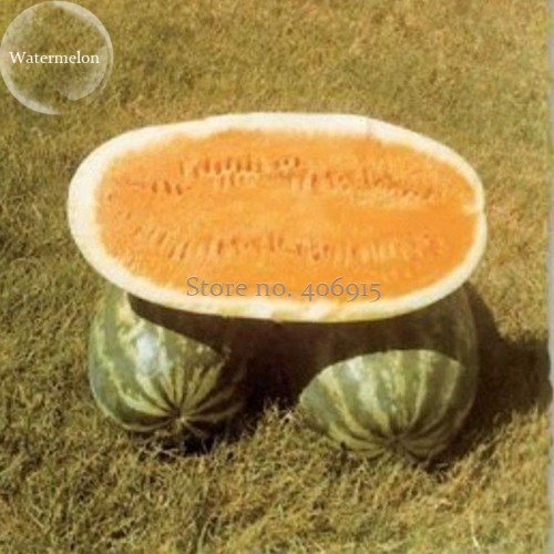 Orange Tendersweet Watermelon, 20 Seeds,  luscious, bright orange flesh excellent taste crisp texture ip To 35 lbs E3871