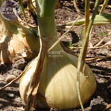 BELLFARM Onion Large White Vegetable Seeds, 2000 seeds, professional pack, organic Chinese vegetables