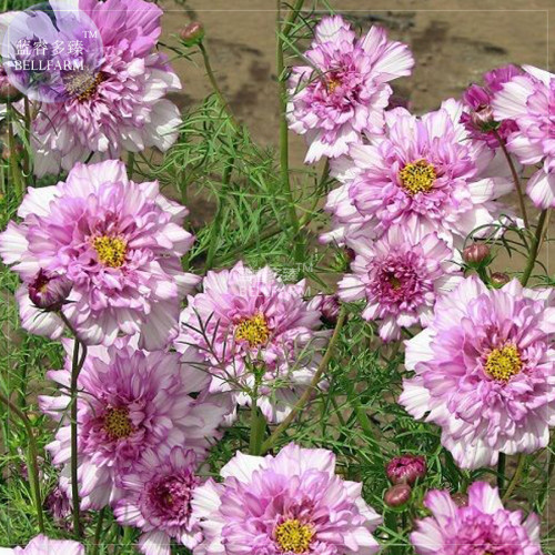 BELLFARM Cosmos Coreopsis Double Petals Dark Red White Pink Hybrid Mix Perennial Flower Seeds, 50 seeds, home garden big blooms