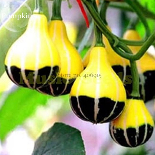 Rare 'Naughty Boy' Black Yellow Pumpkin, 8 seeds, ornamental garden toys E3805