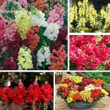 Rare Colorful Snapdragon Flower Mixed Antirrhinum Majus, 50 Seeds, long flowering light up your garden E3613