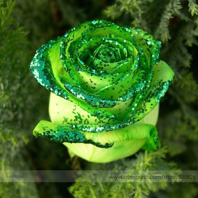 Heirloom Rare Green Golden Rose Flower Seeds, Professional Pack, 50 Seeds / Pack, Light Fragrant Beautiful Flower #NF639