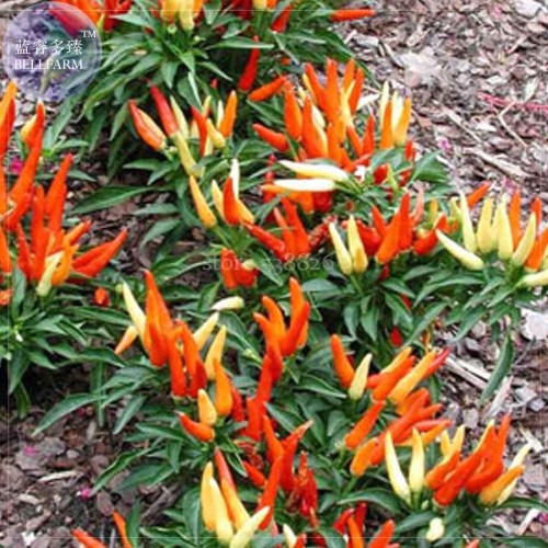 Heirloom Medusa Ornamental Pepper Capsicum annuum, 20 Seeds, Professional Pack, colorful  bonsai peppers TS361T