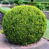 Evergreen Ornamental Boxwood Shrub Green Tree, beautiful improve the environment E3642