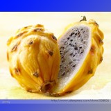 Heirloom Yellow Dragon Fruit Hybrid Pitaya Seeds