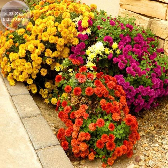 BELLFARM Dendranthema Grandiflorum Groud-cover Chrysanthemum Perennial Flower Seeds, 250 seeds, very nice home garden flowers