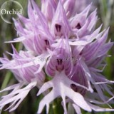 Rare Human Face Orchid Perennial Plant Flowers, 100 Seeds, light up garden E3619
