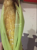 BELLFARM Corn 'Super Sweet 2008' Fruit Corn Seeds, 100 grams, original pack, new sugar corn juicy tasty sweet can be eaten raw
