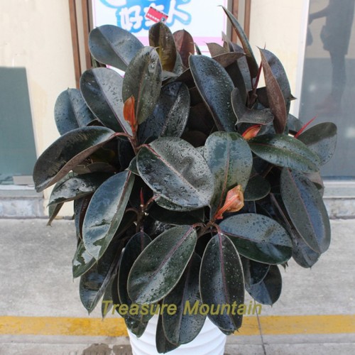 1 Professional Pack, 50 Seeds / Pack, Rare Bonsai Ficus Elastica  Decora  Indian Rubber Tree seeds #NF200
