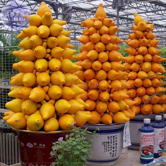 BELLFARM Solanum mammosum Yellow Nipple Fruit Seeds, 16 Seeds, ornamenatal edible titty fruit BD067H