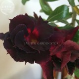 Imported 'Black Swan' Adenium Desert rose, Professional Pack, 2 Seeds, 2-later black petals with red big eye E4042