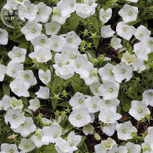 Campanula Carpatica 'White Clips' Perennial Flowers, professional pack, 50 Seeds, bonsai bellflowers TS321T