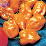 BELLFARM Orange Yellow Habanero Pepper Capsicum Seeds, 28 Seeds, hot chilli ornamental vegetables E4212