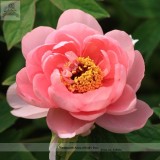 Heirloom 'Pink King's' Double Slippy Peony Flower Seeds, Al Pack, 5 Seeds+