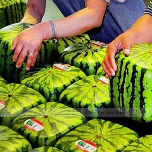 1 Professional Pack, 20 seeds / pack, Square Water Melon Seed Red Sweet Juicy Watermelon Rare Seed #NF387