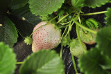 BELLFARM Strawberry Cream White Sweet Fruit Seeds, 20 seeds, original pack, organic tasty home garden berry plants