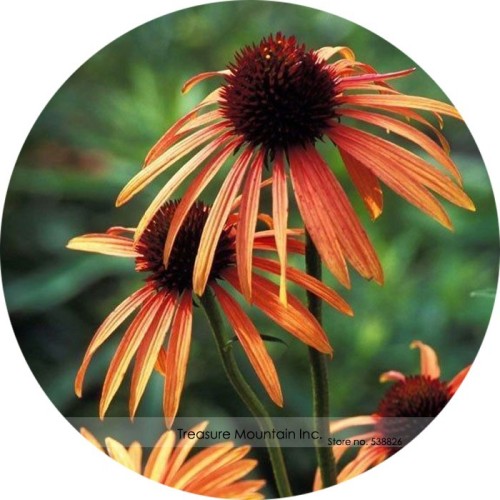 Orange Meadowbrite Echinacea Perennial Coneflower Seeds, Professional Pack, 200 Seeds / Pack, Very Beautiful New Seeds