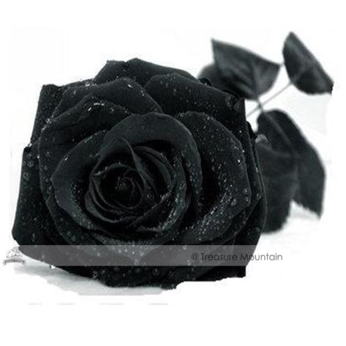 1 Professional Pack, 50 seeds / pack, Turkey Black Rose Shrub Plant Flower Seed #NF390