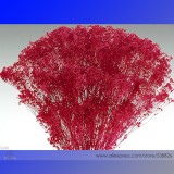 Rare Red Creeping Baby's Breath Flower Seeds, Professional Pack, 50 Seeds / Pack, Hardy Perennial Cut Flower Seeds #NF663