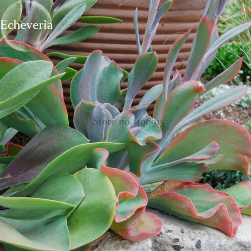 Giant Hens and Chicks Echeveria Gigantea Succulent, 10 seeds, bonsai lovely plants E3838