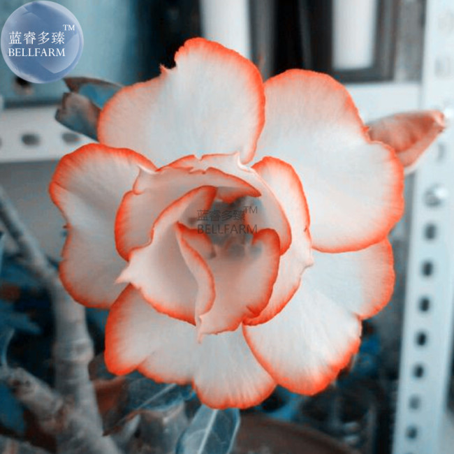 BELLFARM White Adenium Desert Rose with Orange edge Flower Seeds, 2 seeds, professional pack, 4-layer bonsai home garden plants