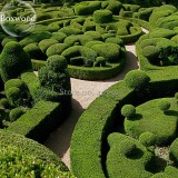 Evergreen Ornamental Boxwood Shrub Green Tree, beautiful improve the environment E3642