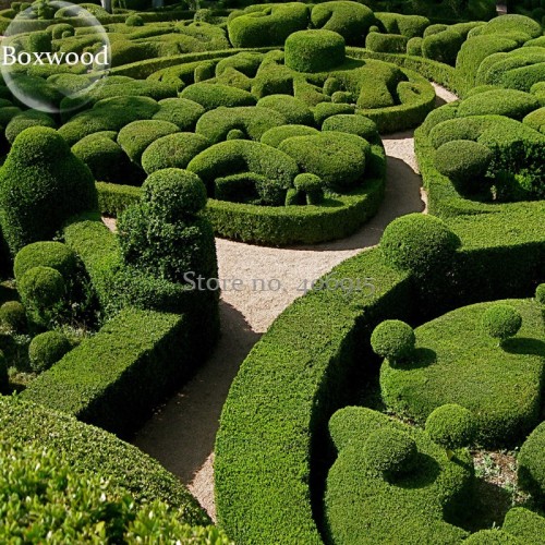 Evergreen Ornamental Boxwood Shrub Green Tree, beautiful improve the environment E3642