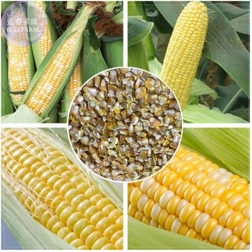 BELLFARM Corn (Super Sweet Juicy, Yellow Sweet Glutinous, white sweet glutinous, Jingke white ) Seeds, 18 Seeds, edible BD069H