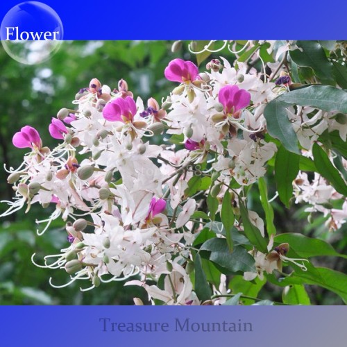 Heirloom Lysidice Rhodostegia Hance Tree Seeds, Professional Pack, 5 Seeds / Pack, very beautiful flowers TS206T