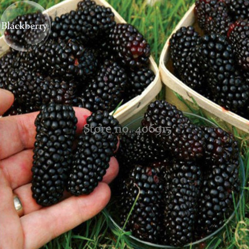 100%NaturalDarKBlackMulberry,50Seeds,nutritioushealthydeliciousediblefruitsE3609