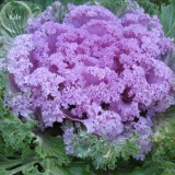 Brassica Oleracea Heirloom Mixed Ornamental Kale, 30 Seeds, Flowering Cabbage Non-Gmo White Red Purple Colors TS249T