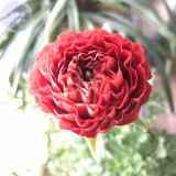 BELLFARM Ranunculus asiaticus Dark Red Blooms Flower Seeds, 20 seeds, bonsai persian buttercup garden flowers E4288