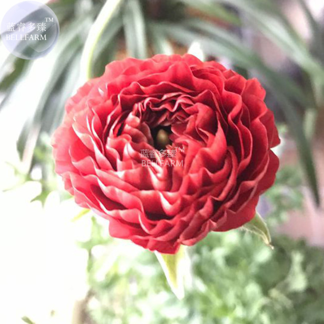 BELLFARM Ranunculus asiaticus Dark Red Blooms Flower Seeds, 20 seeds, bonsai persian buttercup garden flowers E4288