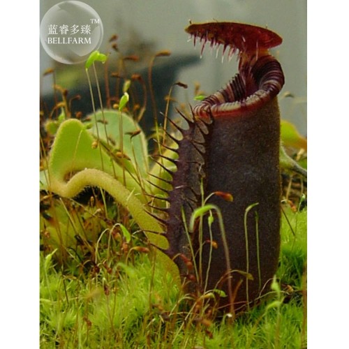 Nepenthes Bongso Seeds, professional pack, 2 Seeds, bonsai black nepenthes mirabilis TS320T