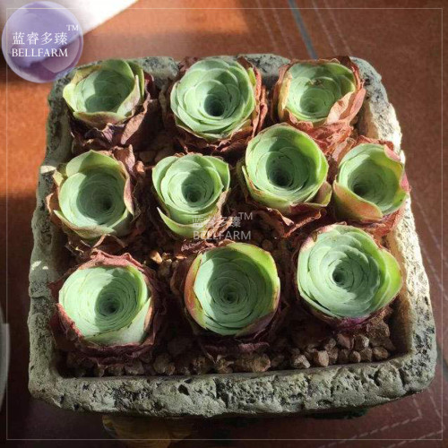 BELLFARM Greenovia Guarimiar Seeds, 10 Seeds, professional pack, giant mountain rose suculent lovely bonsai plant seeds E4317