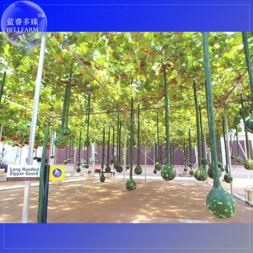 Long Handle Dipper Gourd, 10 seeds, Professional pack, ornamental interesting gourd TS360T