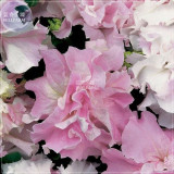 BELLFARM Petunia Mixed Double Petals Colorful Flower Seeds, 200 seeds, professional pack, big blooms bonsai home garden plants