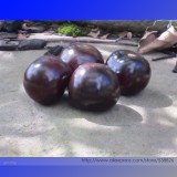 USA Organic Indigo Rose Blue Tomato Seeds, Professional Pack, 100 Seeds / Pack, NON-GMO Rare Heirloom Fruit #NF875