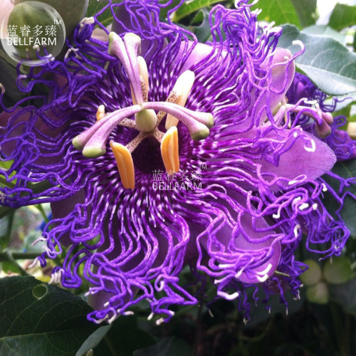 BELLFARM Passiflora Temptation Flower Seeds, 30 seeds, professional pack, beautiful deep violet blossoms passion fruits flowers
