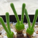 Imported Monilaria Moniliforme Green Little Rabbit Succulent Plants, 10 seeds, lovely bonsai succulent E3840