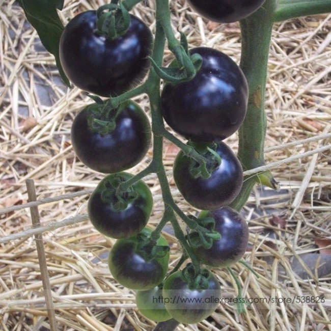 USA Organic Indigo Rose Blue Tomato Seeds, Professional Pack, 100 Seeds / Pack, NON-GMO Rare Heirloom Fruit #NF875